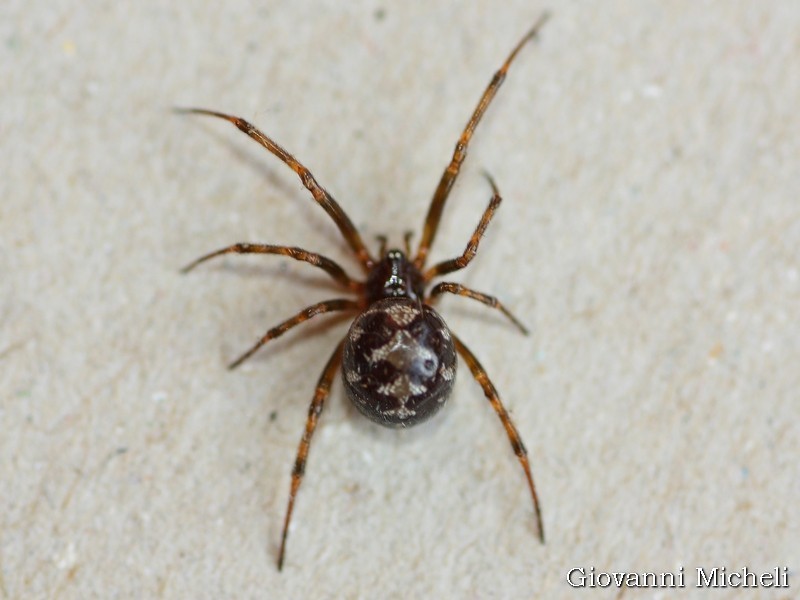 Steatoda triangulosa - Arluno (MI)